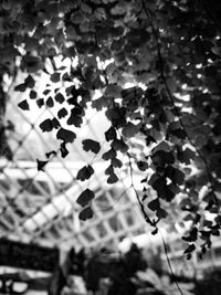 Close-up of leaves against sky