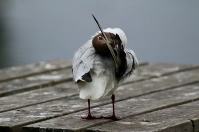 Close-up of seagull