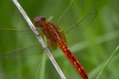 Close-up of dragonfly on plant