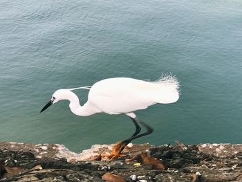 Bird on rock by lake