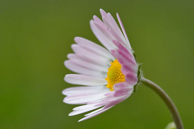 Close-up of purple flower