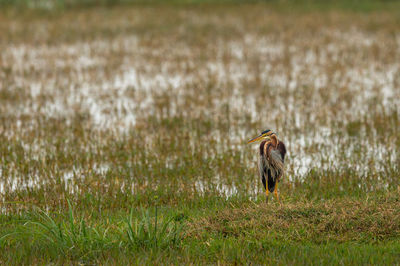 View of a bird on field