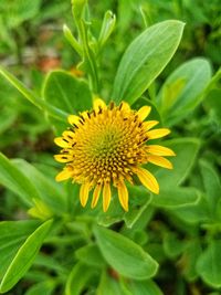 Close-up of sunflower on plant