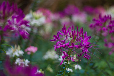 Close-up of pink flowering plant