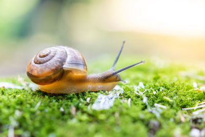 Close-up of snail on grass