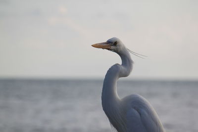 Close-up of heron against sea