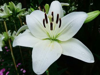 Close-up of white flower