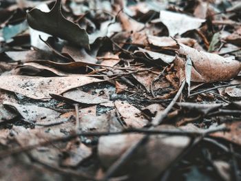 Close-up of dry autumn leaves