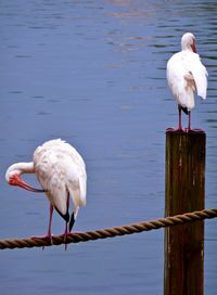 White bird perching on wooden post by lake