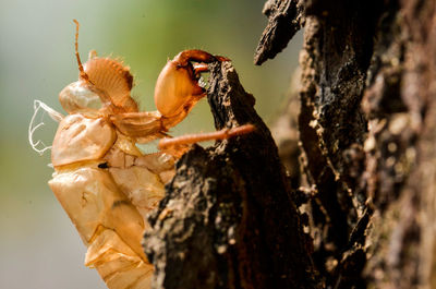 Insect moult on tree ,macro view.