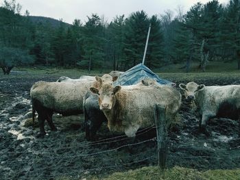 Cows standing in a field