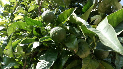 Low angle view of fruits growing on tree