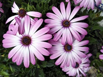 Close-up of flowers blooming outdoors