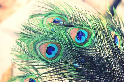 Close-up of peacock