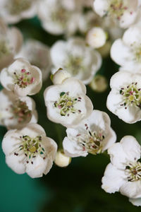 Close-up of white flowering plants