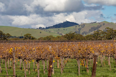 Scenic view of vineyard against sky