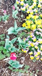 High angle view of crocus blooming outdoors