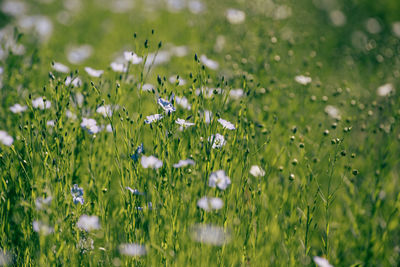 Close-up of flowers growing on field