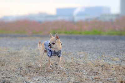 Dog walking on field