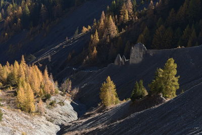 Panoramic view of trees on mountain
