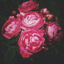 Close-up of pink rose