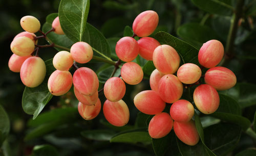 Close-up of berries growing on tree