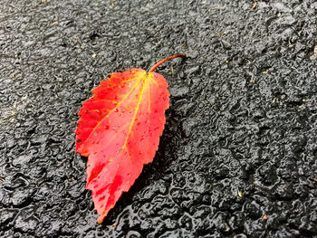 Close-up of orange leaf on road