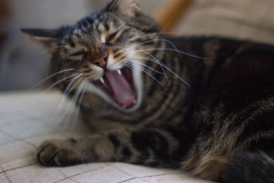 Close-up of cat relaxing on bed