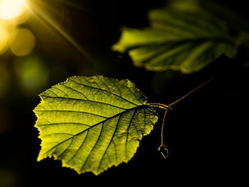 Close-up of leaf