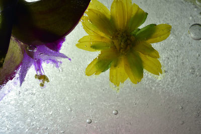 Close-up of yellow flower