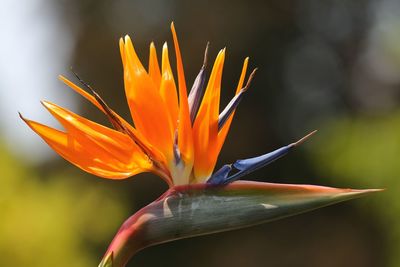 Close-up of orange flowering plant