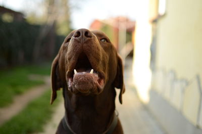 Close-up of dog outdoors