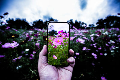 Cropped hand of person photographing flowers using phone