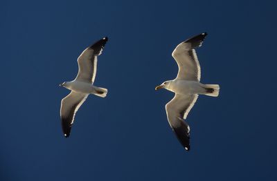 Low angle view of birds flying against clear blue sky