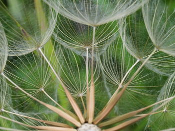 Close-up of dandelion on field