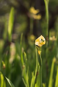 Close-up of bee on yellow flower