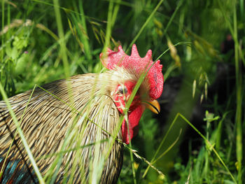 Close-up of rooster on plant