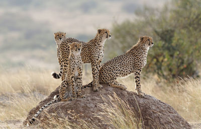 Cheetah in the wild, africa