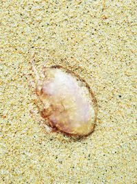 Close-up of seashell on beach