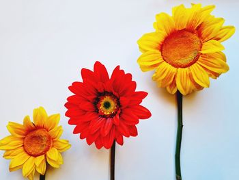 Close-up of red and yellow daisy flowers