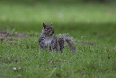 Squirrel on a field