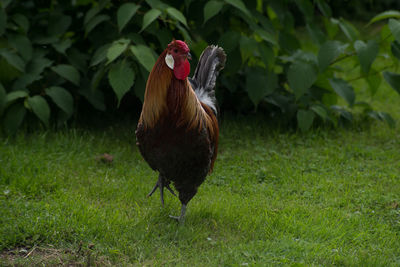 View of a bird on field