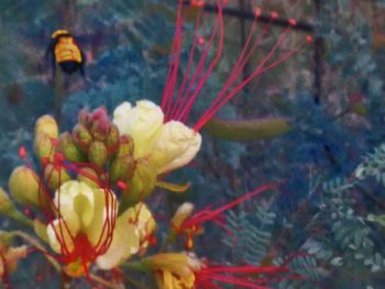 Close-up of red flowers