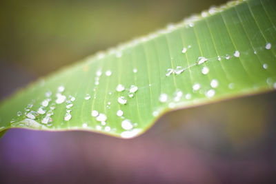 Close-up of raindrops on leaves