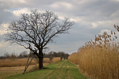 Bare tree on field against sky