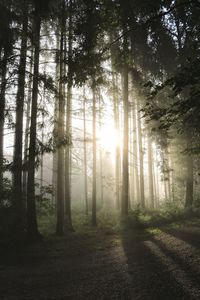 Sunlight streaming through trees in forest