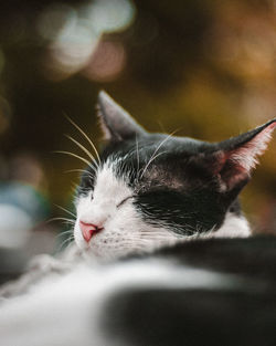 Close-up of a cat