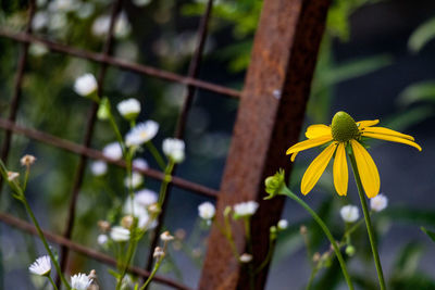 Close-up of yellow flowering plant