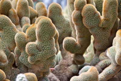 Close-up of succulent plant