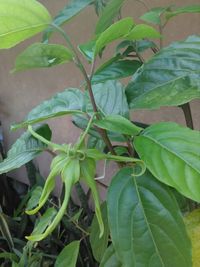 Close-up of fresh green plant